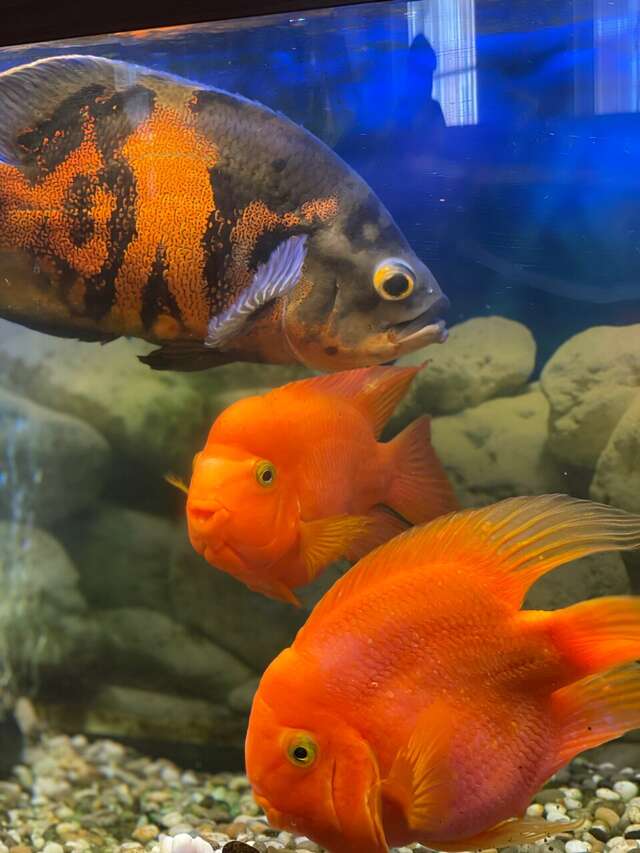 Гостиница Театральный Суздаль-49